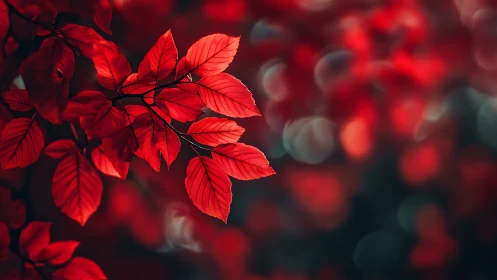 Gentle crimson leaves glowing softly in autumn light.