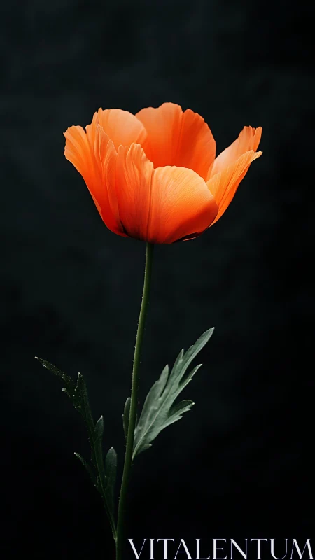 Solitary orange poppy glows softly against a dark backdrop