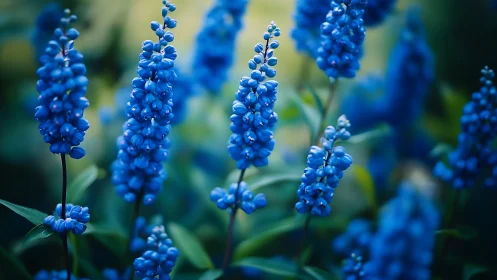 Blue Lupine Flowers Blooming in Garden Setting