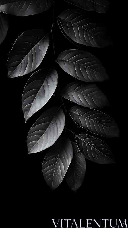 Monochrome leaf branch on deep black background viewed.