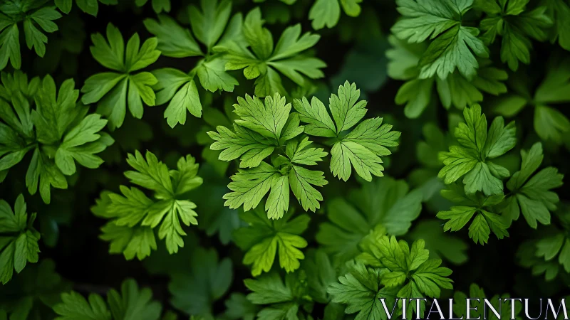 Lush green foliage in overhead botanical macro composition.