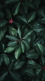Single pink blossom glows among deep emerald foliage.