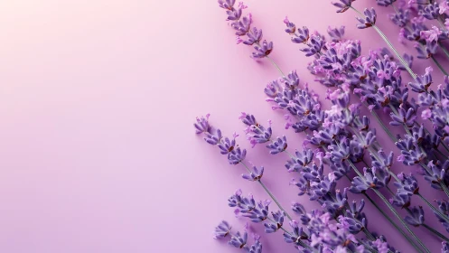 Purple Lavender Flowers Against Monochromatic Pink Background