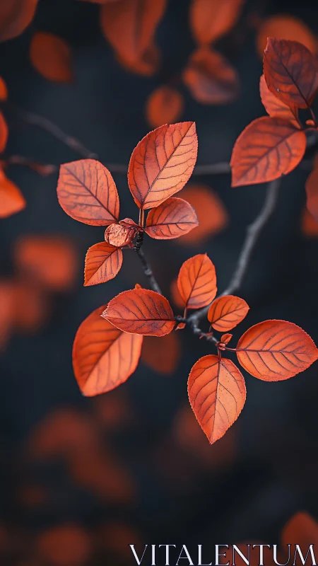 Copper leaves drift in velvet dusk, autumn&rsquo;s quiet blaze.