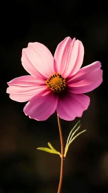 Cosmos Flower with Vibrant Pink Petals and Golden Disk Center