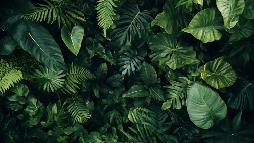 Dense tropical foliage fills frame with layered green leaves