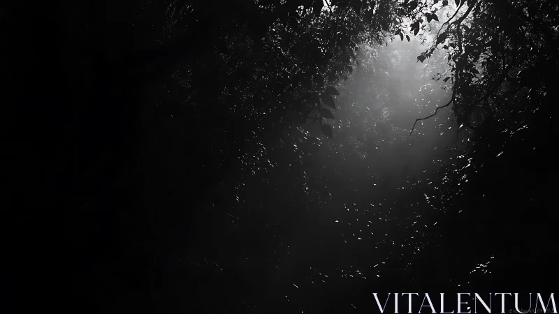 Dense foliage canopy with narrow light shaft in monochrome.