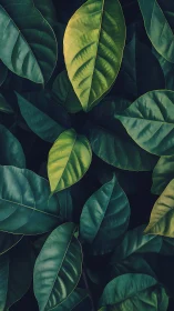 Overlapping tropical leaves in varied green tonal contrast.