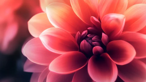 Crimson Dahlia's Luminous Bloom Radiates Silken Petals.