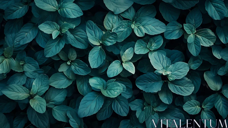 Lush mint leaves unfold in a soothing deep green carpet