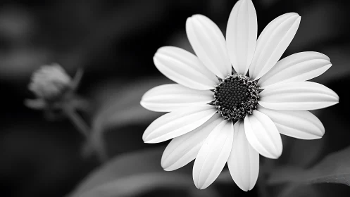 Elegant Daisy Bloom in Black and White Macro Photography.