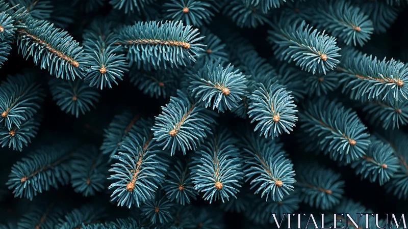 Soft blue spruce needles inviting a quiet forest pause.