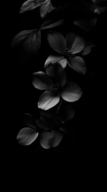 Delicate Petals in Darkness