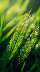 Morning dew sparkles on vibrant green grass blades