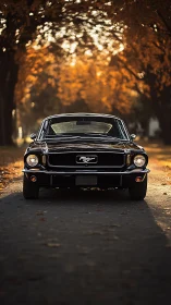 Classic black Mustang cruising through golden autumn light.