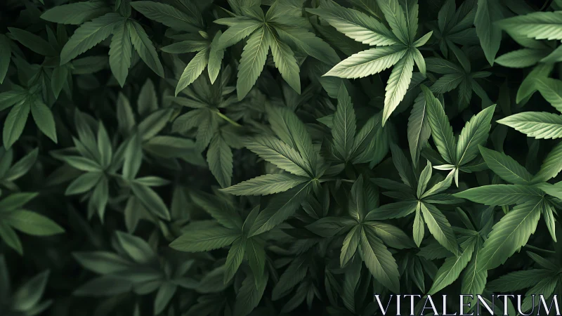 Cannabis foliage canopy in soft diffused botanical lighting.