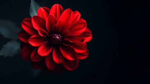 Crimson dahlia bloom suspended against deep tonal void backdrop.