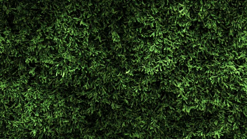 Dense Hierarchical Coniferous Foliage Under Directional Illumination