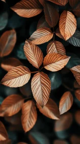 Copperleaf whispers in soft focus over forest shadows.