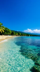 Coastal shoreline shows clear shallows and adjacent tree line