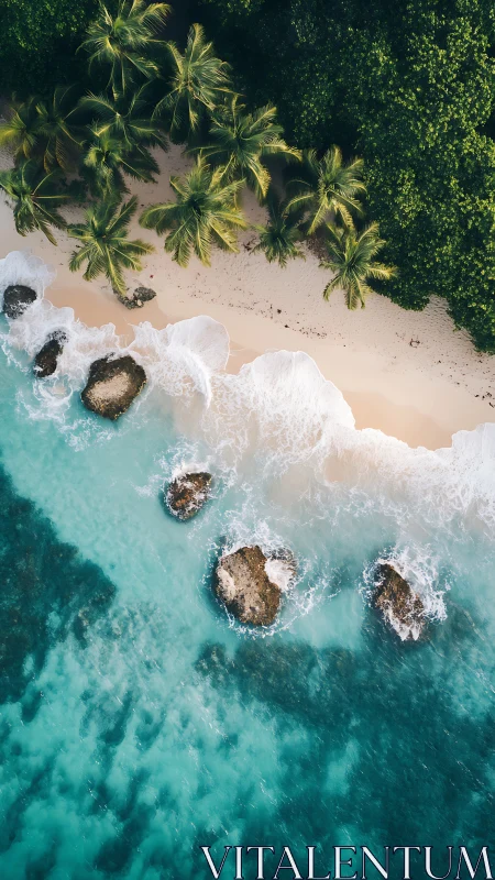 Aerial View of Tropical Coastline with Palm Trees.