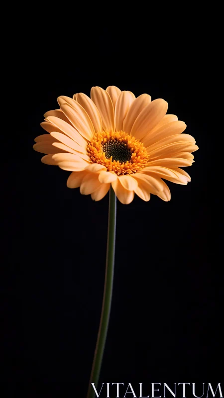 Single peach gerbera daisy on dark black background.