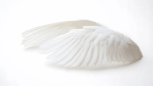 Elegant white angel wings on soft minimalist white background.