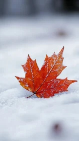 Red maple leaf resting on fresh white winter snow.
