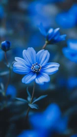 Blue cosmos flower with shallow depth of field in garden setting.