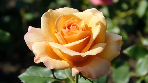 Warm-toned hybrid rose with luminescent petals displayed in garden setting.