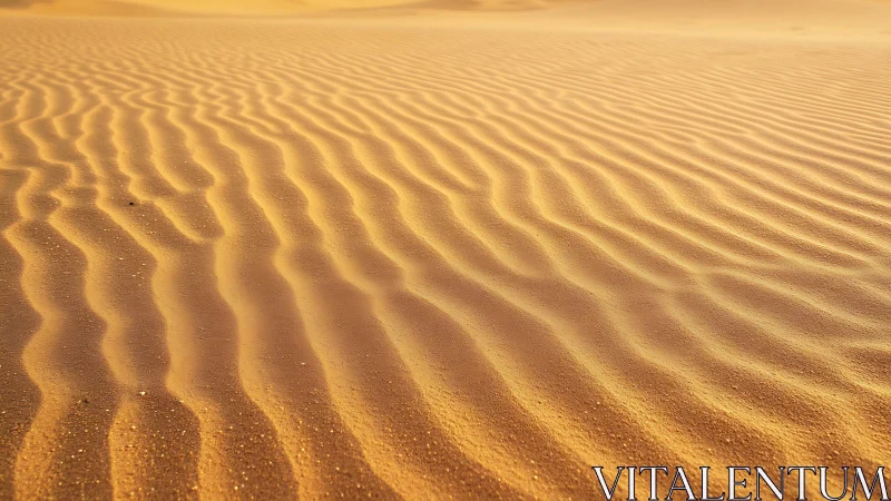 Golden desert sand ripples under low evening sunlight.