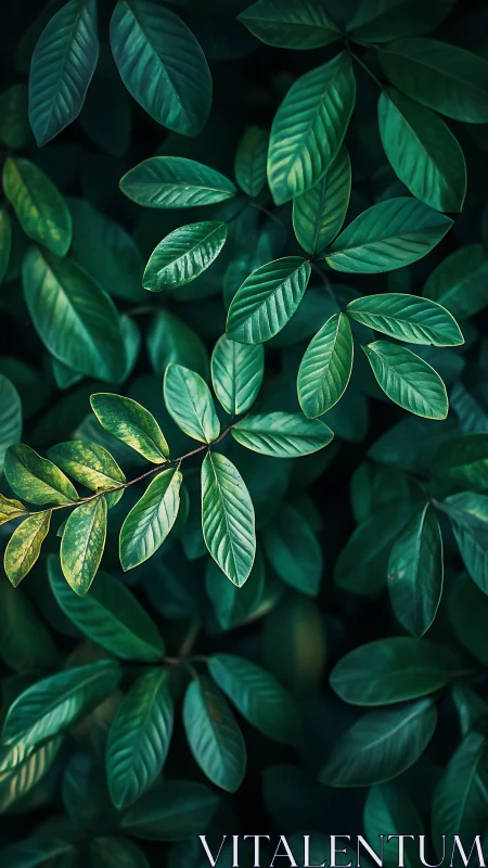 Overhead view shows dense green leaves with defined textures