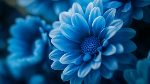 Blue daisy flower with radiating petals in shallow depth of field