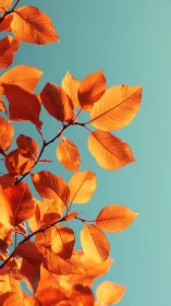 Autumn beech foliage against minimal cyan sky backdrop.