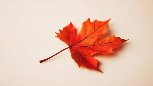 Isolated maple leaf with detailed venation on neutral background.