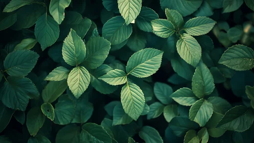 Quiet emerald leaves rehearse a soft forest lullaby