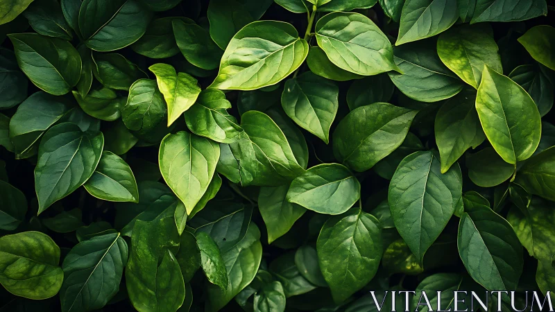 Dense green foliage background with layered fresh leaves.