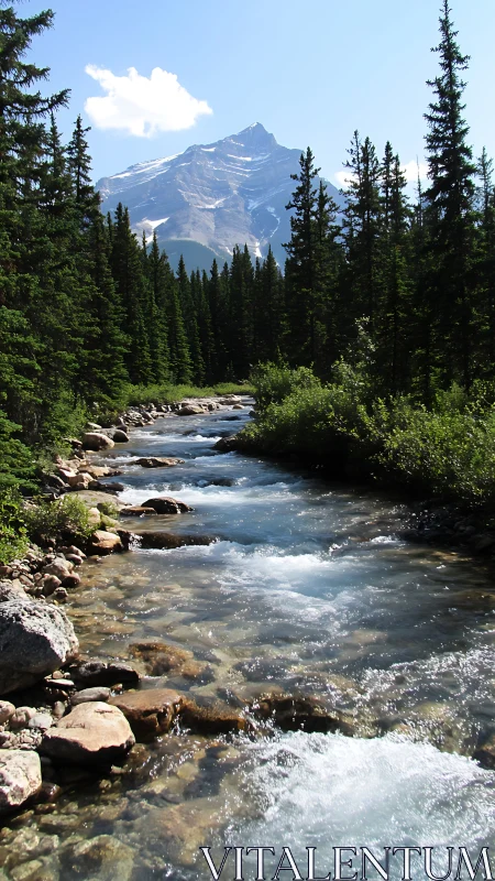 Mountain river flowing through dense evergreen forest.