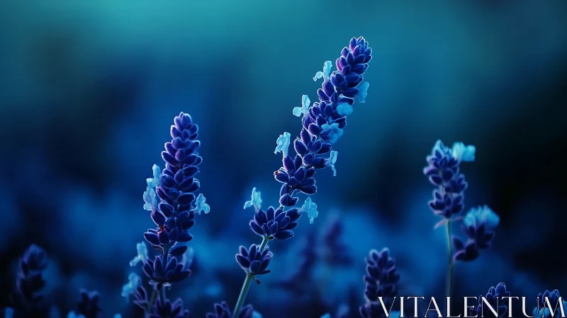 Luminescent Lavender Dreams in Twilight Glow.