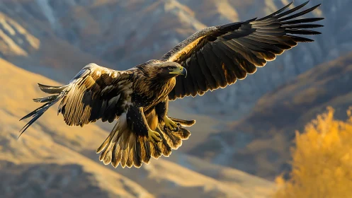 Majestic golden eagle in flight over autumn mountains, wildlife photo.