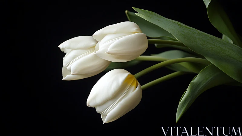 Luminous White Tulip Cluster Against Void.