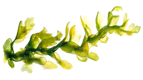 Macro backlit seaweed frond reveals translucent cellular veining