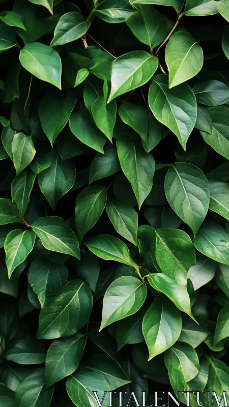 Dense overlapping green leaves forming uniform foliage pattern.