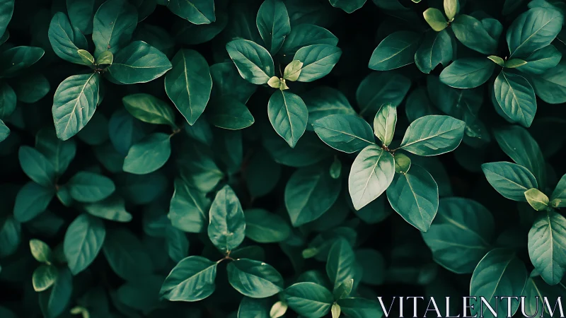 Dense green foliage close-up with overlapping leaves. Period.