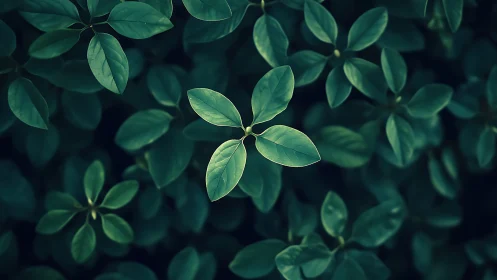 Central leaf rosette rendered in cool-toned macro focus