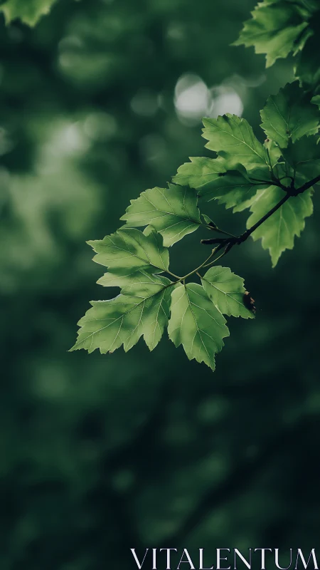 Selective focus isolates verdant maple leaves against bokeh field