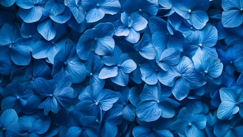 Dense blue hydrangea blossoms showcase layered petal architecture and dimensional shadow play.