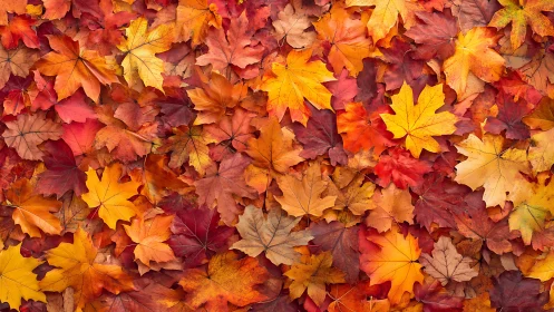 Overlapping maple leaves forming vivid autumn tapestry.