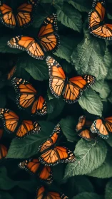Cluster of monarch butterflies resting on dense green foliage.