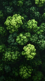 Dense overhead forest canopy with varied green tree clusters.